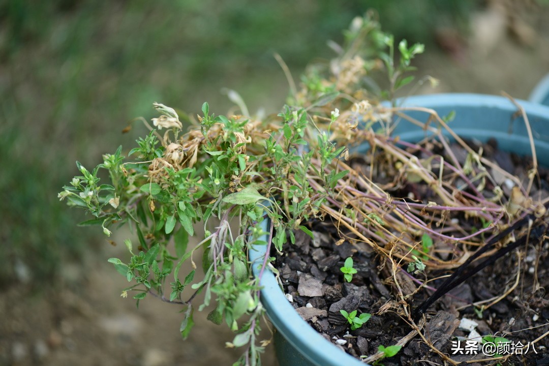 看到你的花园那么惨，我就安心了|园丁