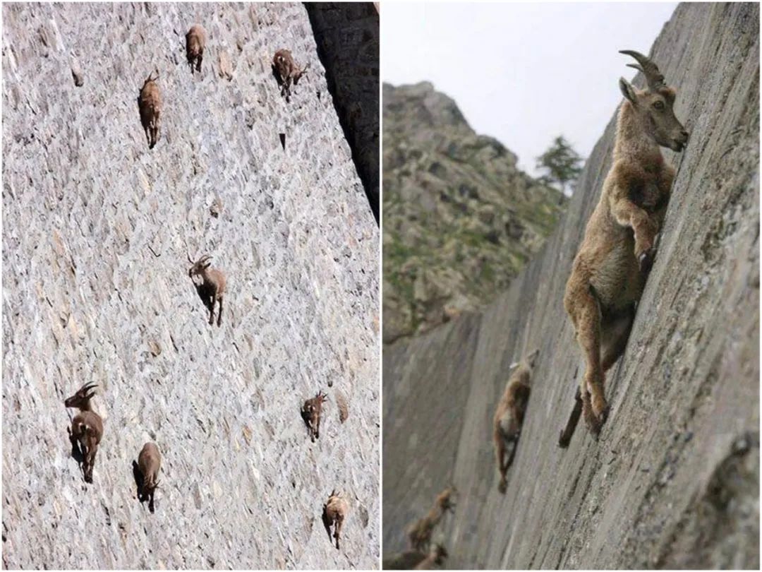 大开眼界30张有趣且罕见的趣图,20张让你涨知识的图