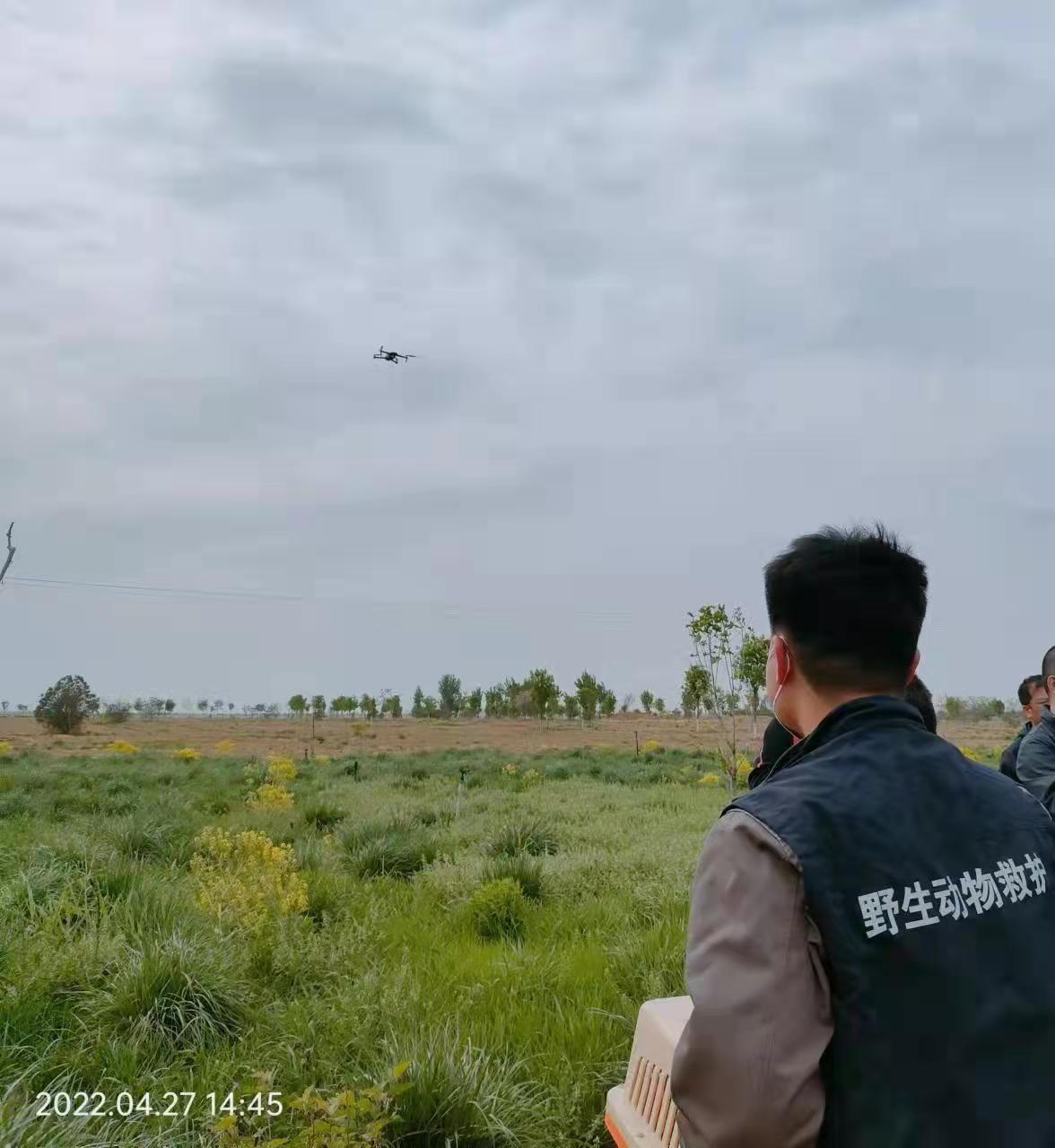 白腹鹞中箭受伤无人机救助显身手,石家庄救助白腹鹞