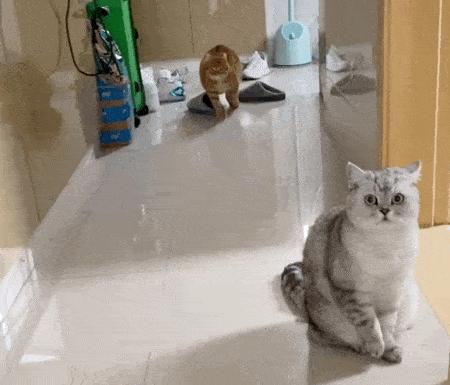 猫咪出现了病情会出现哪些反应,猫咪出现这四种表现