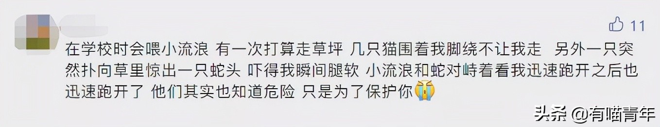 养猫有细菌浪费钱吗,养猫有用吗