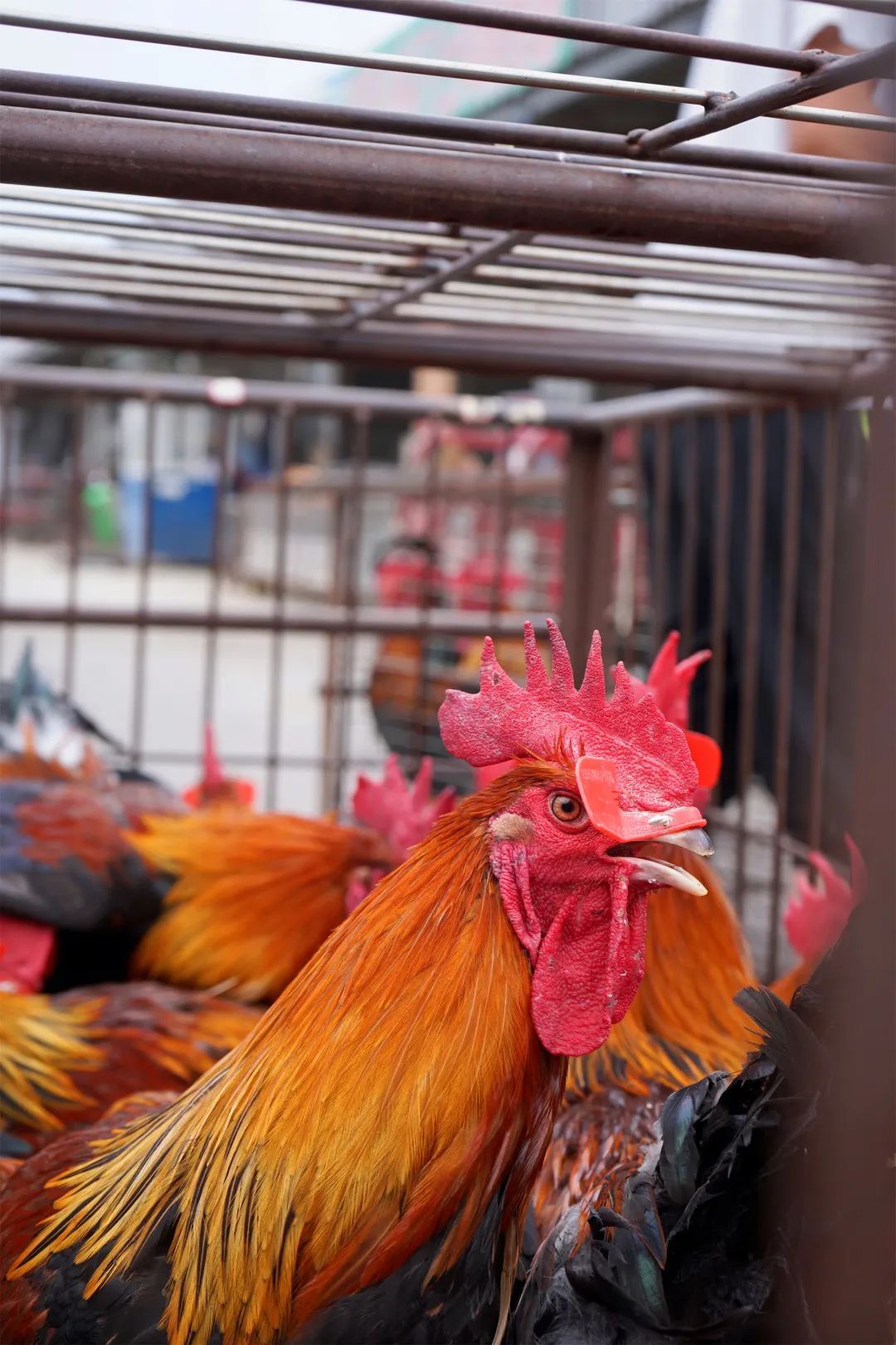 三联鸡鸭市场在哪里,三联市场家禽