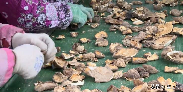 “淘宝村”里菇飘香六旬菇农年销600多万元