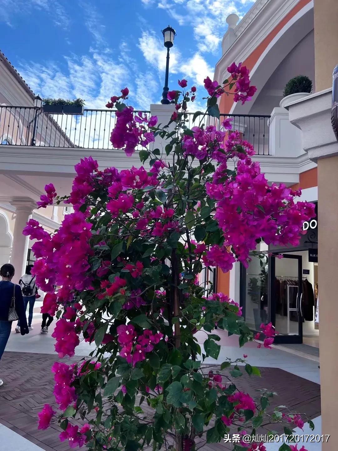 佛罗伦萨小镇上海奇幻森林,逛佛罗伦萨