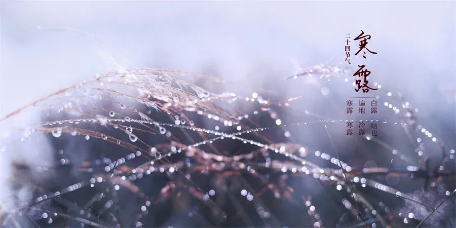 秋茶寒露好茶,寒露前三天最好的茶