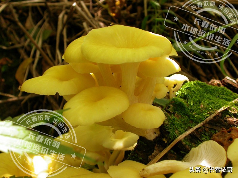 东北榛蘑排名前十的蘑菇,山珍长白山特产榆黄蘑