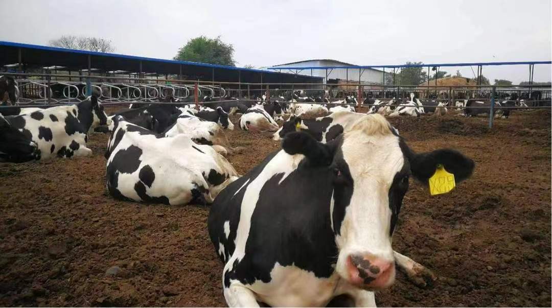 河口乡村振兴添活力,河口区乡村振兴示范