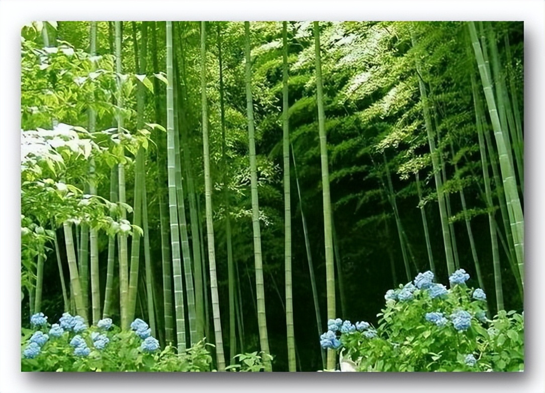 淡竹之乡「张一冰」