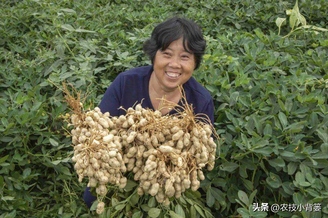怎样解决花生空壳问题,花生空壳原因及防治方法