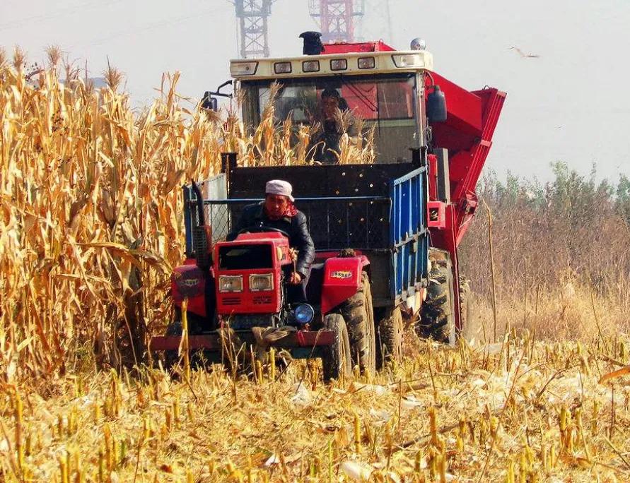 童年掰玉米粒,童年的回忆玉米粒
