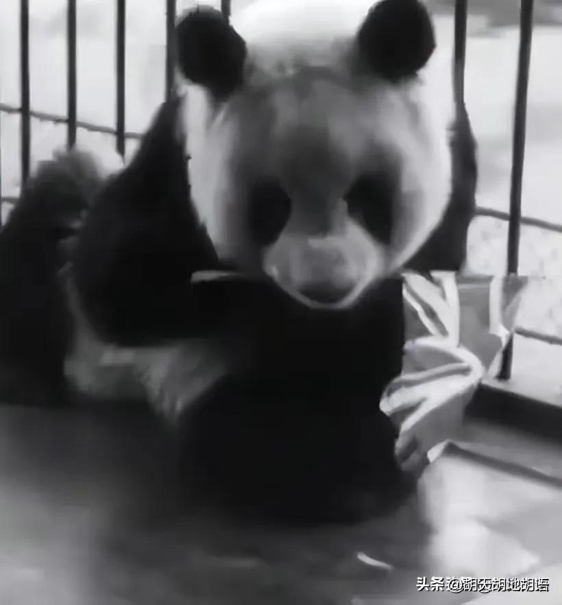 国宝熊猫的悲惨遭遇,讲解国宝大熊猫在美国生活的状况