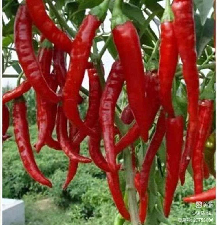 「山东老干部诗词雅阁群」特刊，主题：为张国贤老师盆栽辣椒题照