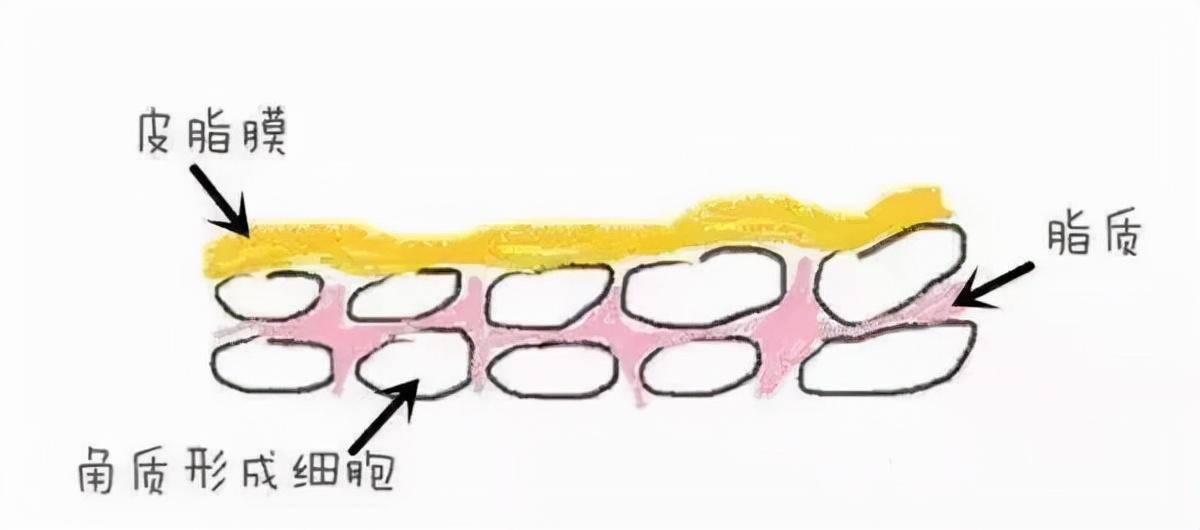 如何修复受损的皮脂膜,怎样修复皮脂膜最快