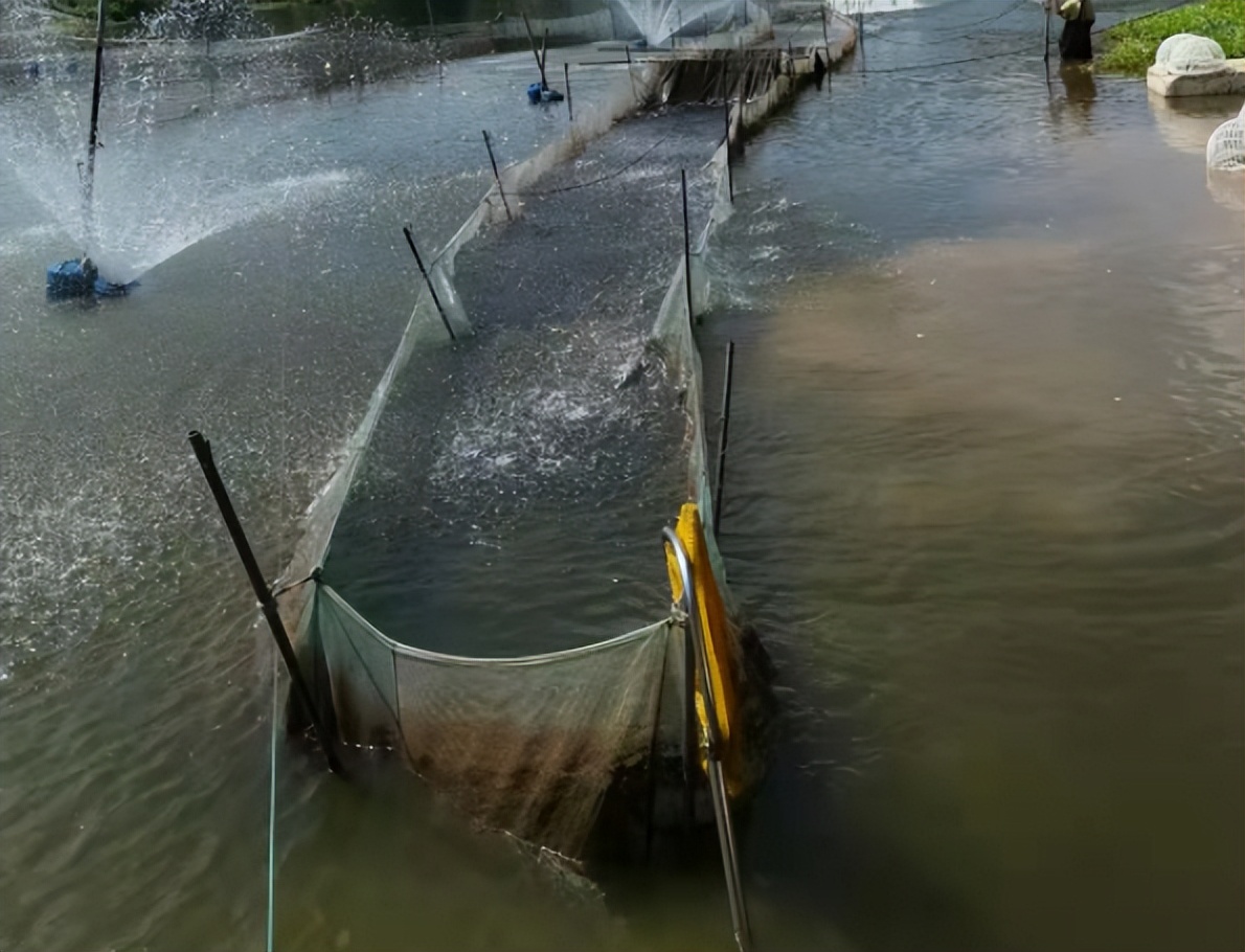 加州鲈死了2小时还能吃吗,加州鲈打转死亡怎么办