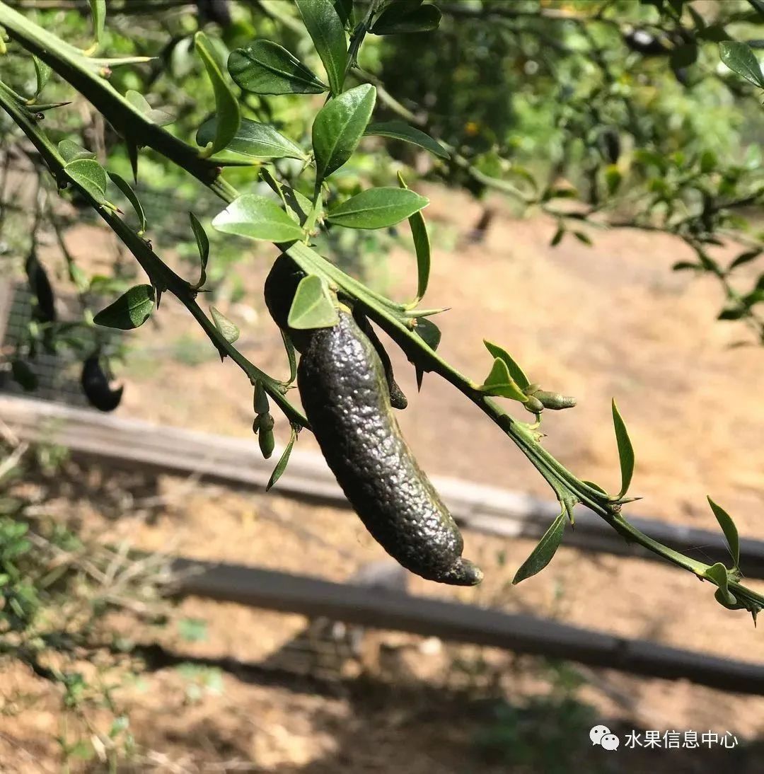 盘点那些迷你的东西,盘点不同样子的水果