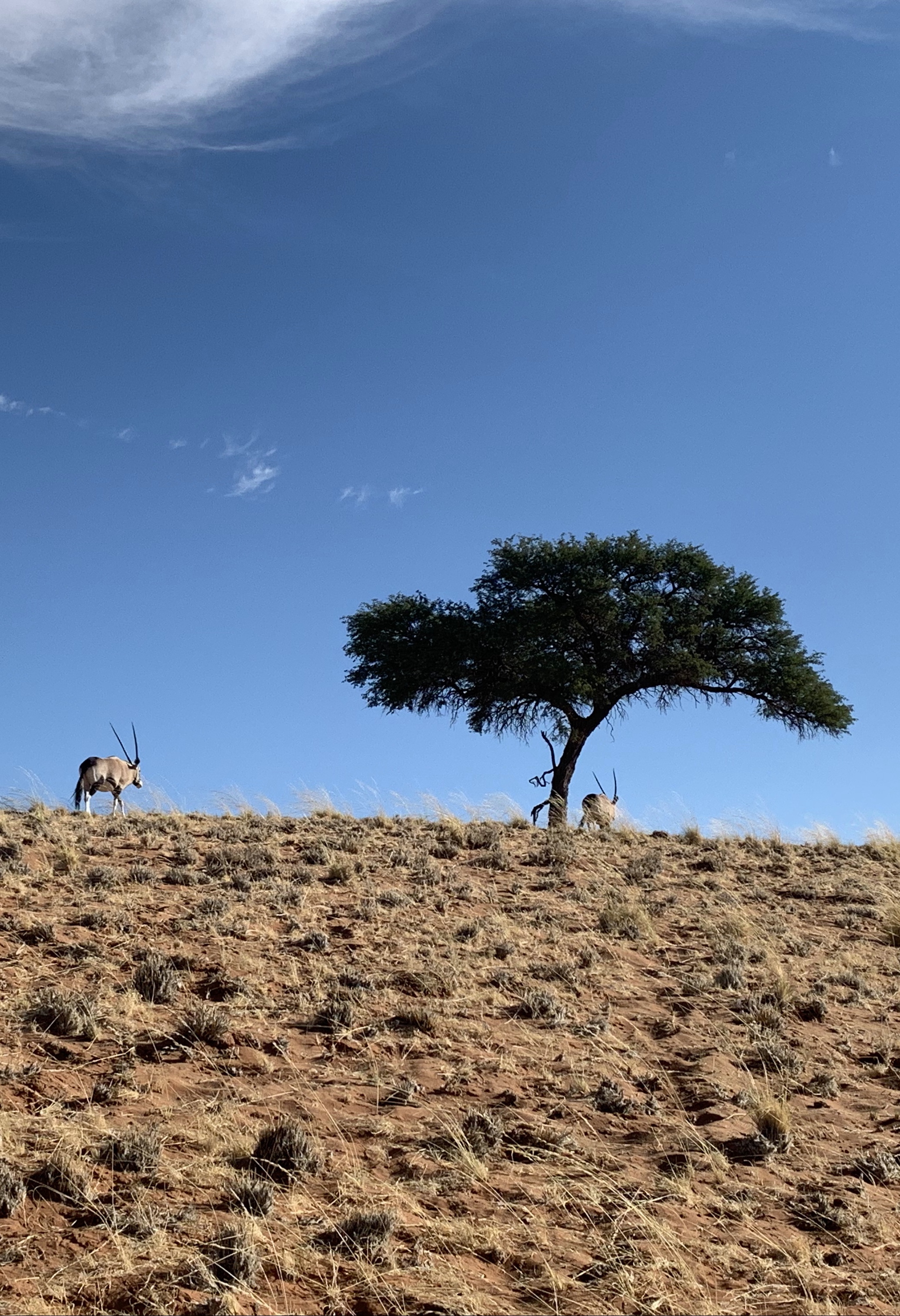 绾崇背姣斾簹绾㈣壊娌欐紶,绾崇背姣斾簹娌欐紶涔嬫梾