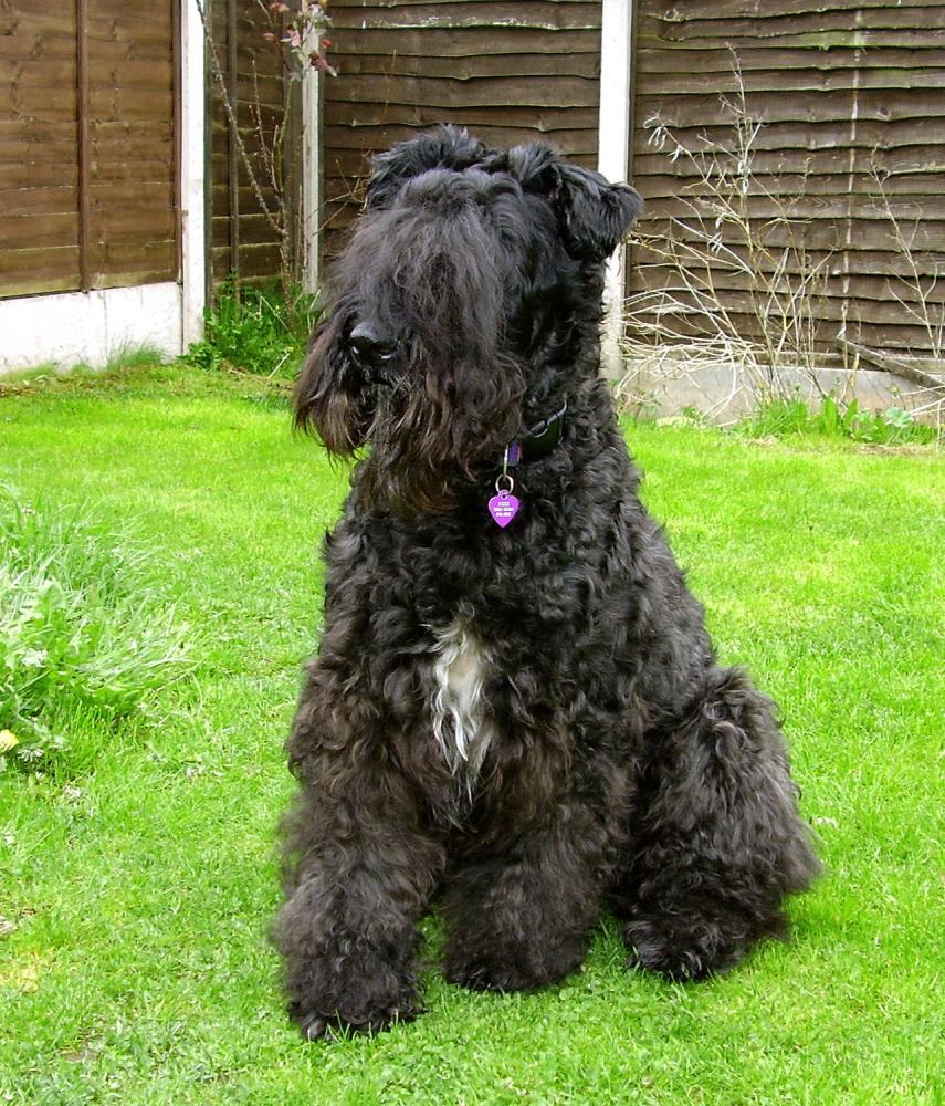 这几种狗狗不仅好养还不臭,这六种狗狗便宜又好养谁养谁走运