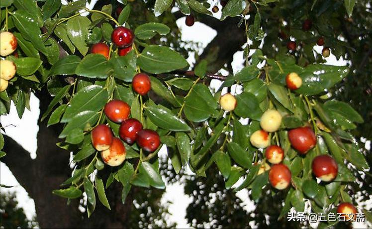 我家屋后有棵枣树,以前我家院子有两棵枣树