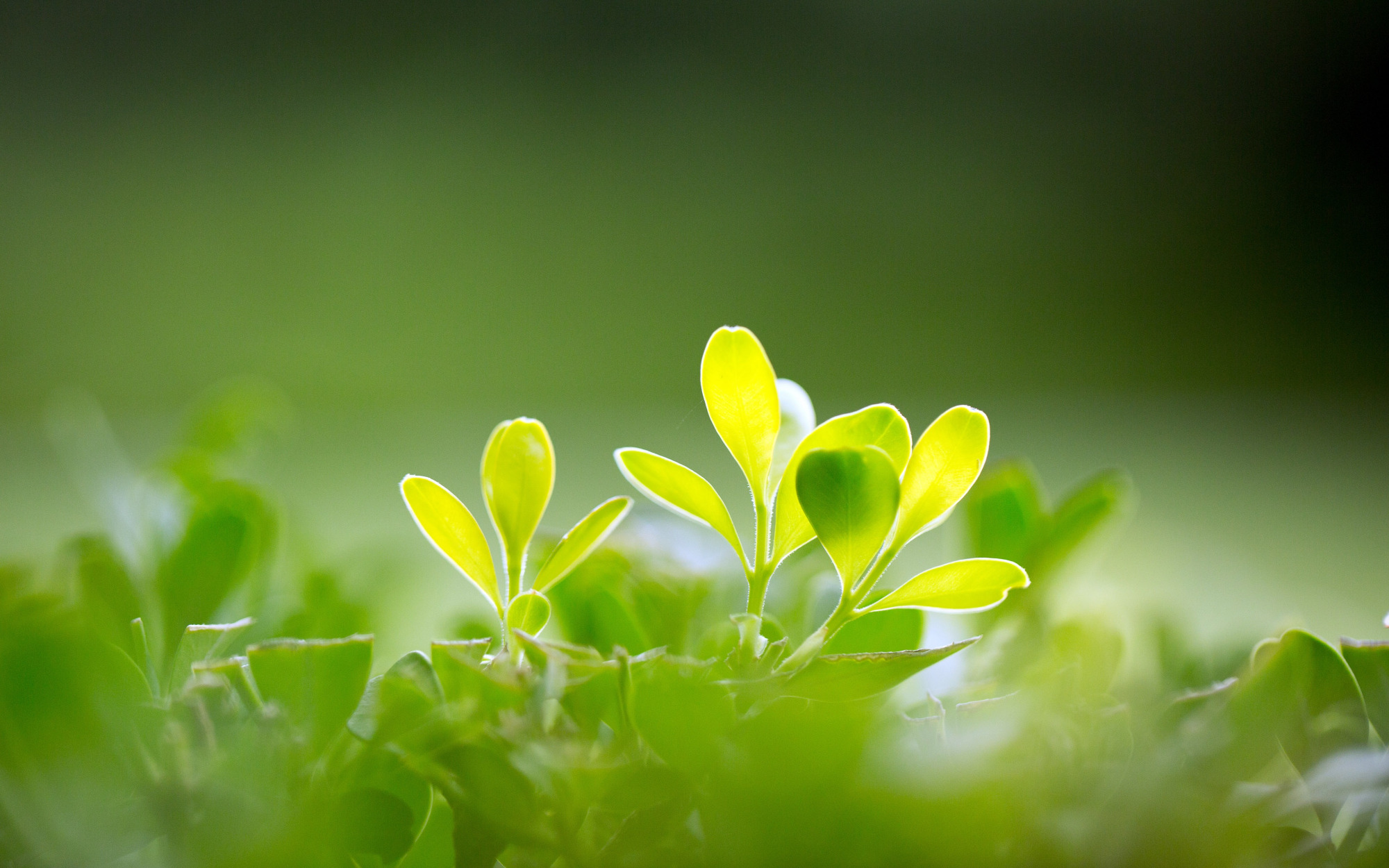 口干舌燥阴虚津液亏损经方,中医阴虚怎么导致口干舌燥