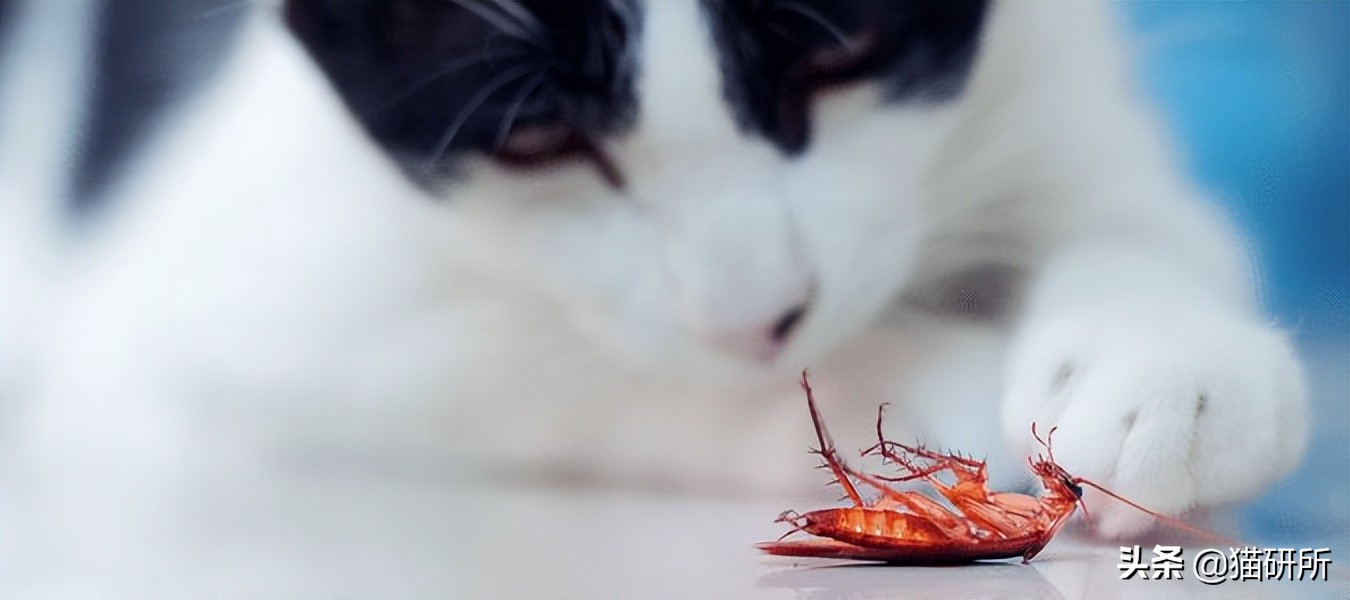 猫嘴里吐出半只蟑螂，如何消毒？在线等，急