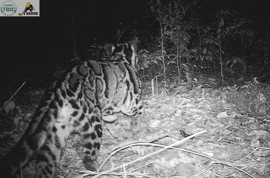 中国有13种猫科动物,中国大猫猞猁图书