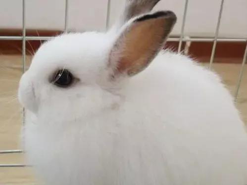适合当宠物的小兔子,适合家庭当宠物养的四种小兔兔