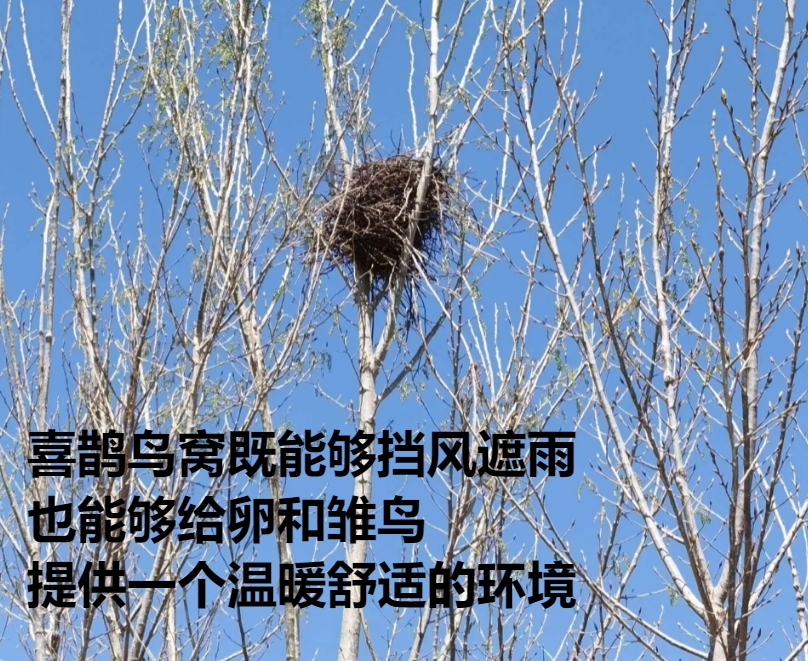 喜鹊窝防雨,喜鹊窝楼顶