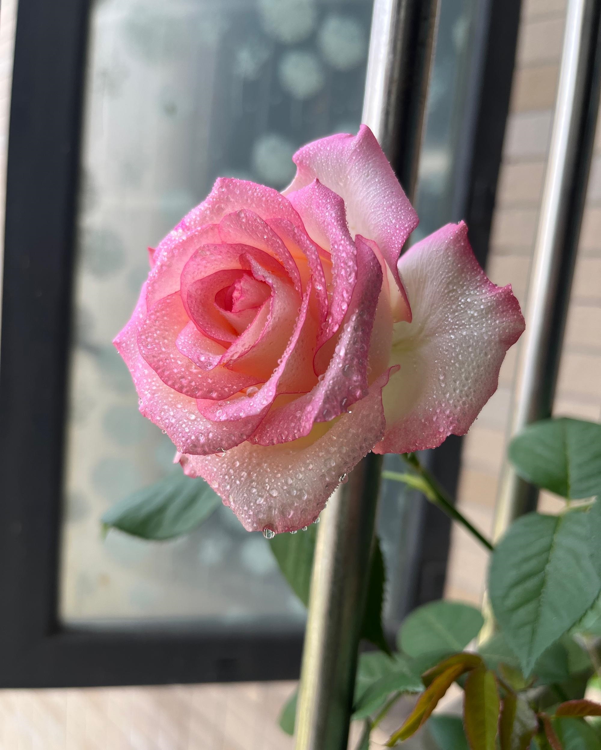 像艾莎一样花期长的月季,艾莎月季花品种大全