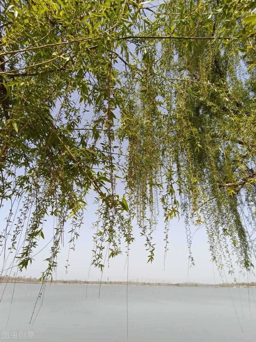 风吹杨柳万千条选段,风吹杨柳万千条指什么生肖