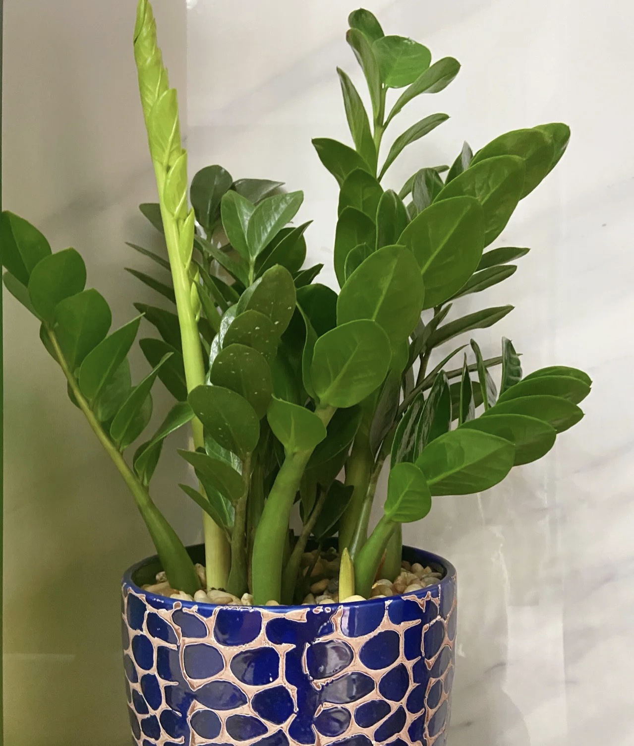 3种花耐旱又耐晒,5种花叶子不能喷水一喷就全烂了