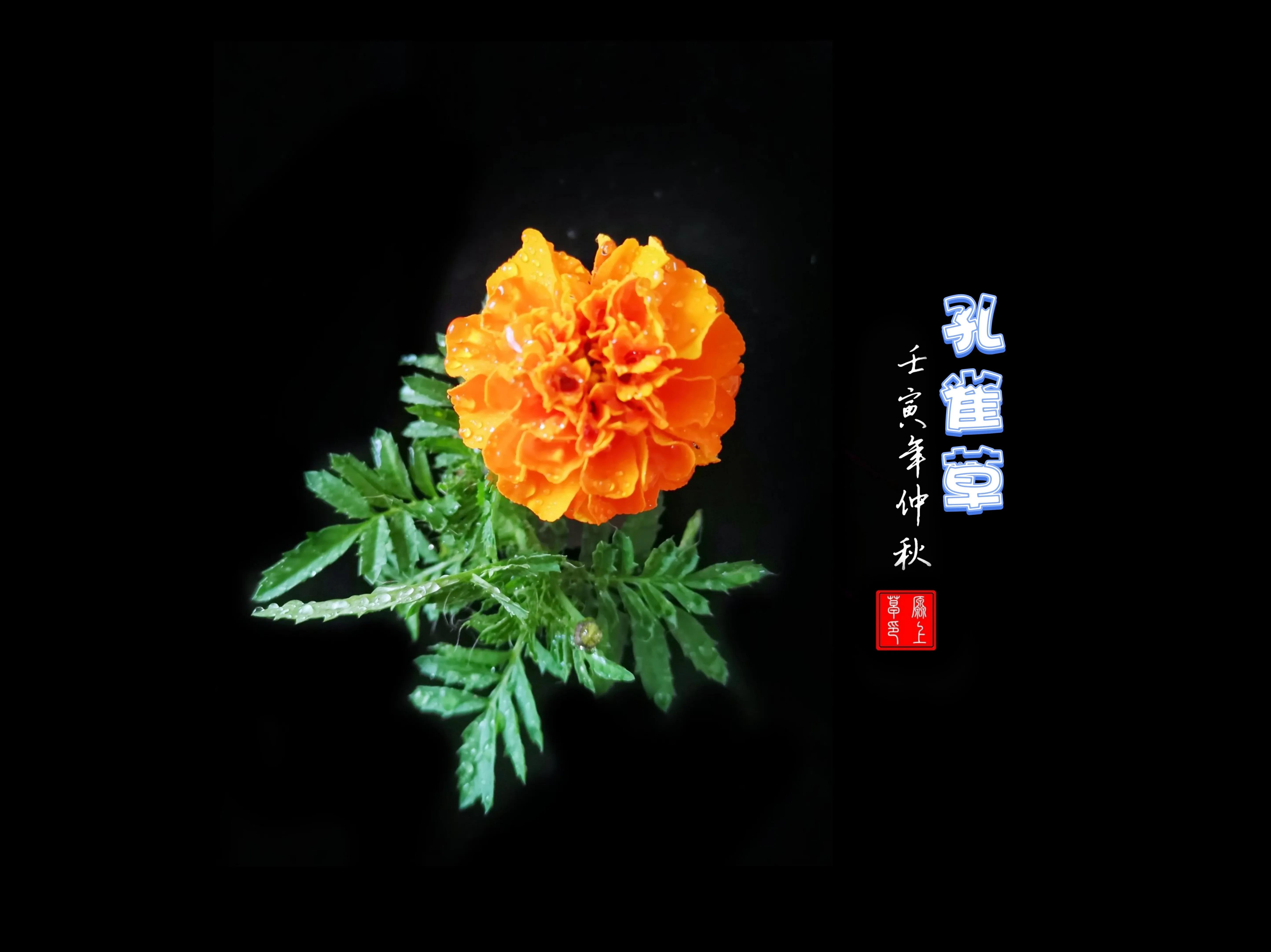 百花酿诗韵芬芳留人间（一）