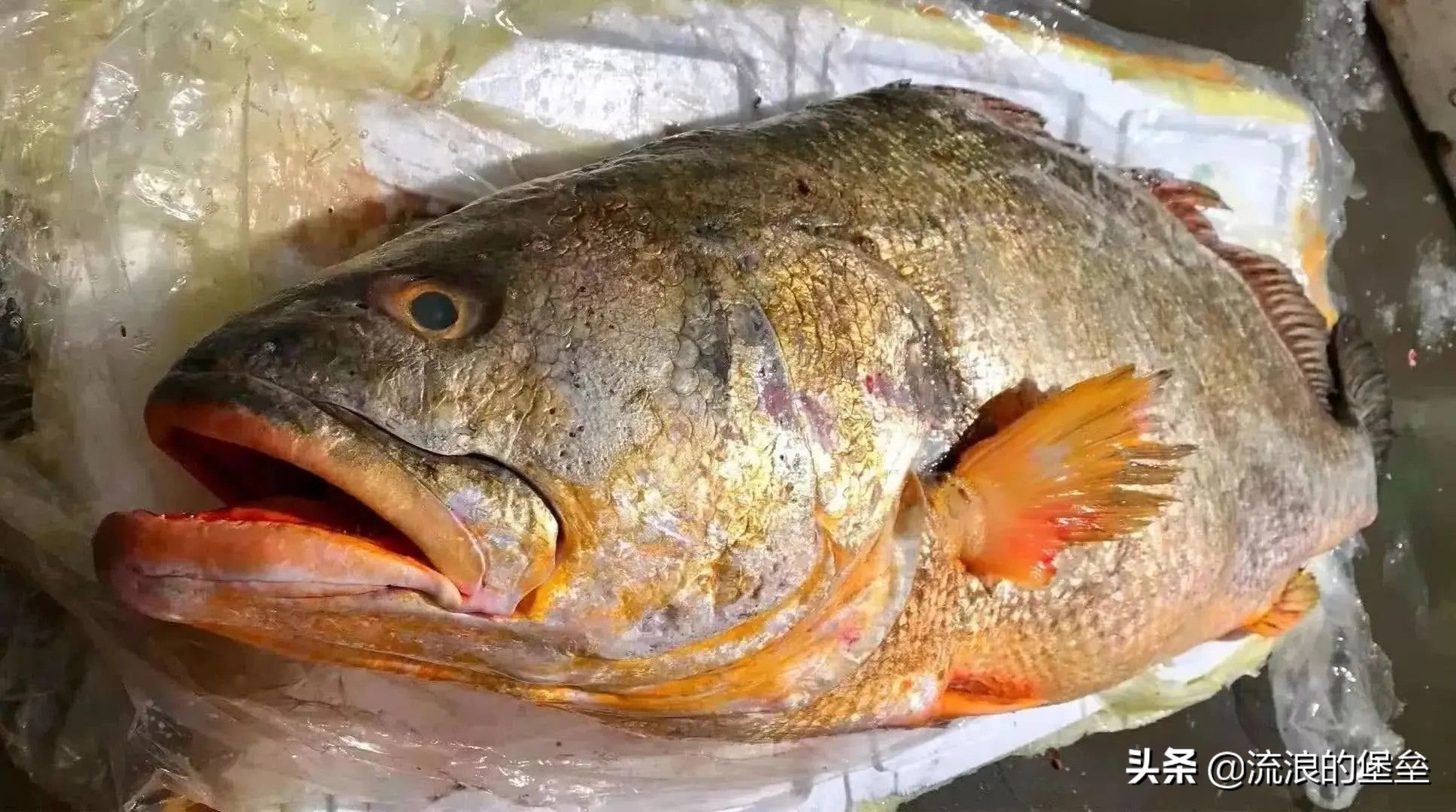 盘点中国最贵的鱼,中国最贵食用鱼是什么鱼