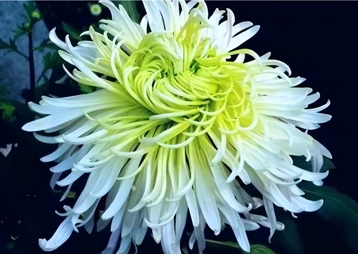 秋花诗词50首,金秋秋菊50种名菊