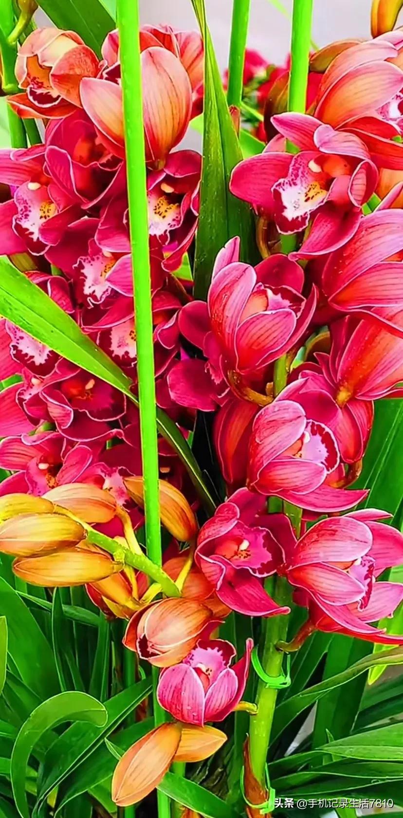 蕙兰花图片欣赏,叶子宽的黄花大蕙兰图片