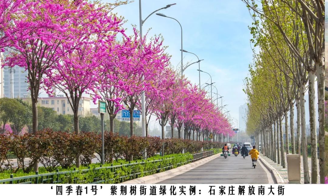 四季紫荆树新品种,四季春一号紫荆树施工方法