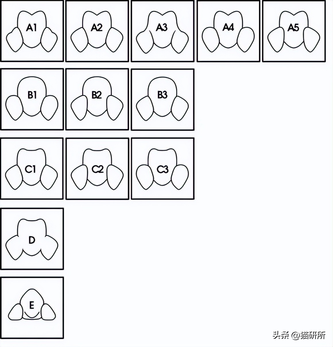 猫咪的肉垫看性格,猫咪肉垫形状代表什么性格