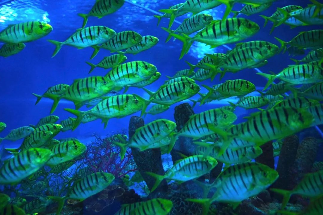 海昌游玩路线攻略,海昌门票攻略