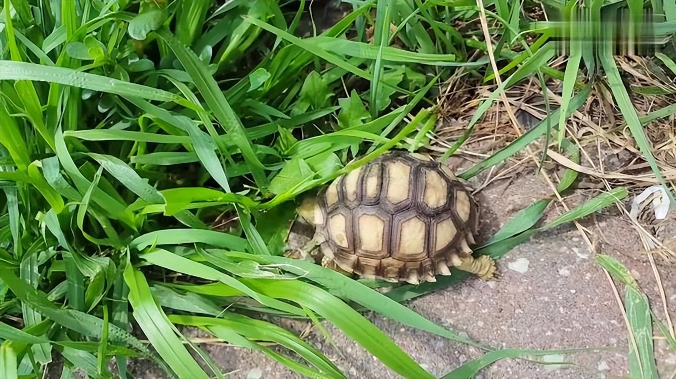 男子在臭水沟捡到一只乌龟,男子在河边捡到两只大乌龟