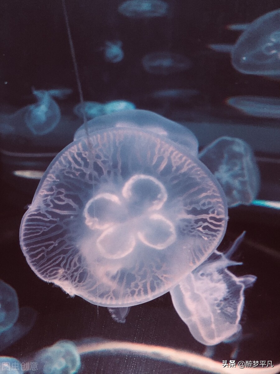 大连老虎滩和老虎滩极地海洋公园,老虎滩极地馆和老虎滩海洋公园