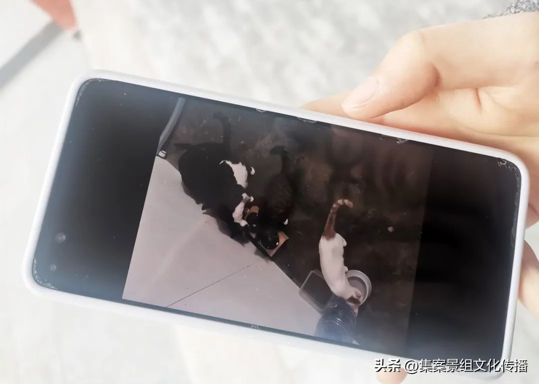 找到那只猫 (睡不着的坏猫)