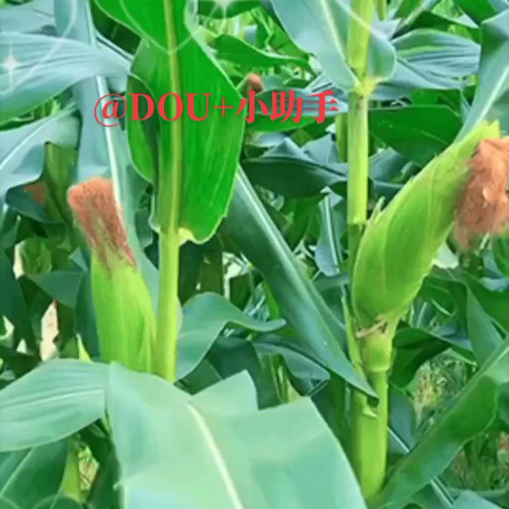 原创视频可以发多个平台吗,原创视频素材哪里找