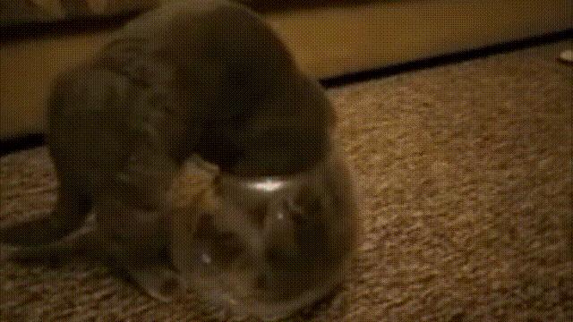 液体猫是真的吗,为什么都说猫咪是液体猫