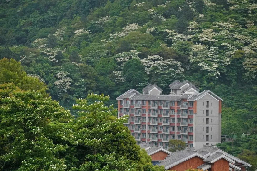 楠溪油桐花如雪图片,油桐花开与气候