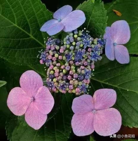 有一种花很好看但是很臭,名字很难听却很漂亮的花