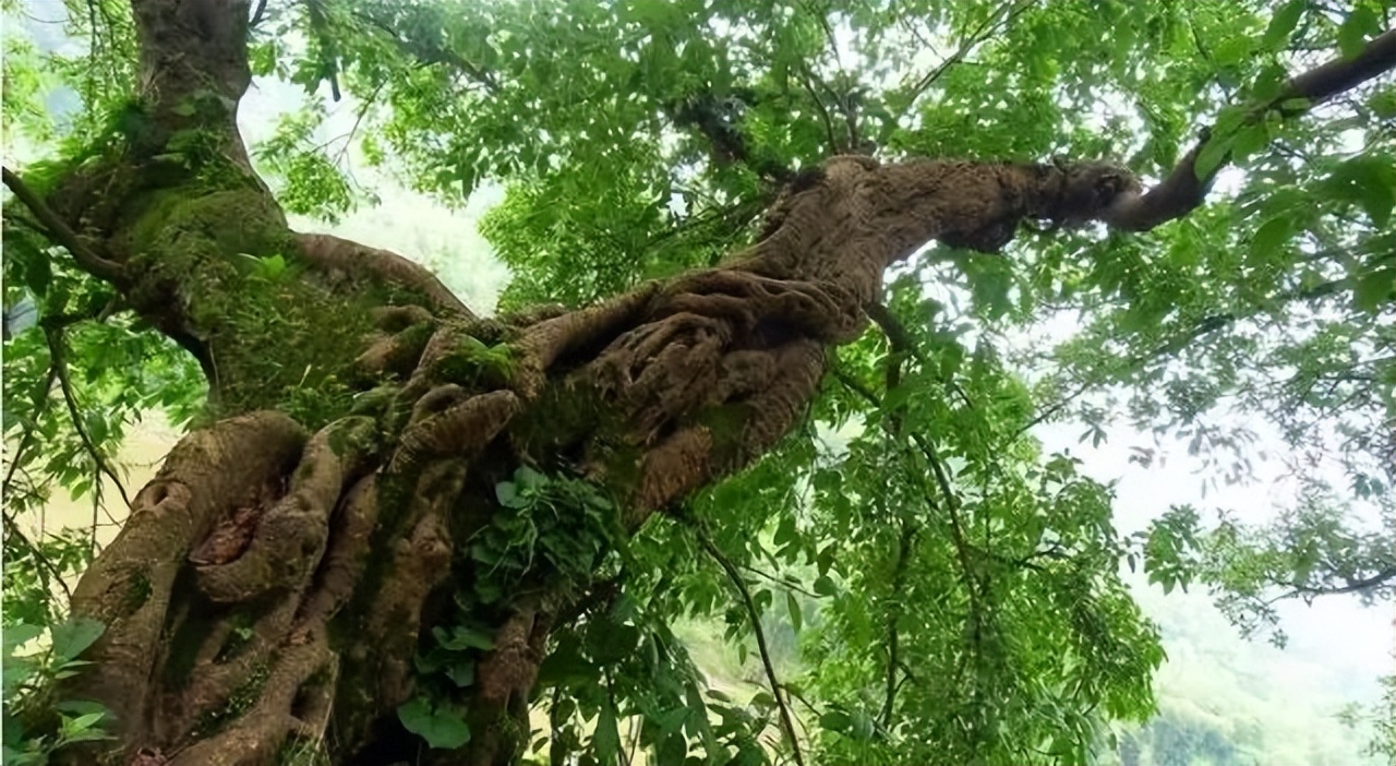 低调惊艳又神秘！乐山这座隐世古镇你肯定没去过！！