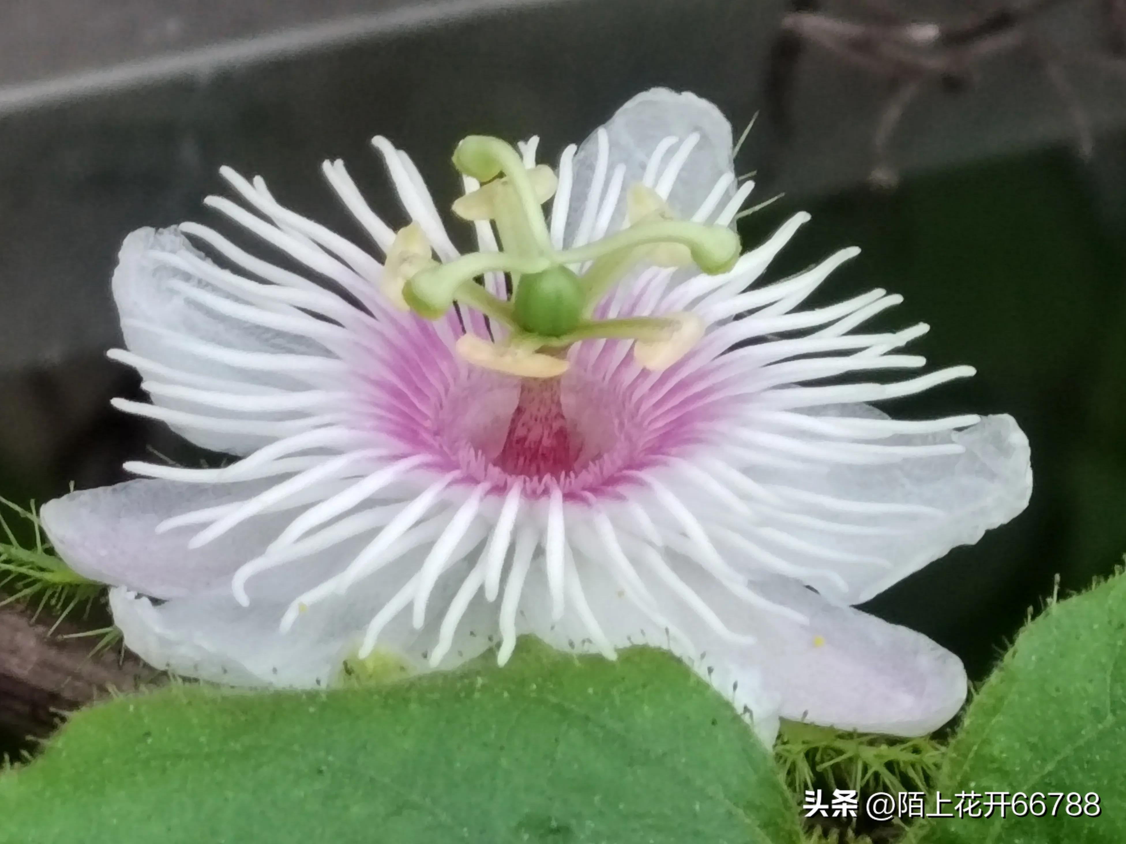 靠独特香味吸食昆虫的龙珠花精美绝伦,果实药用价值很高