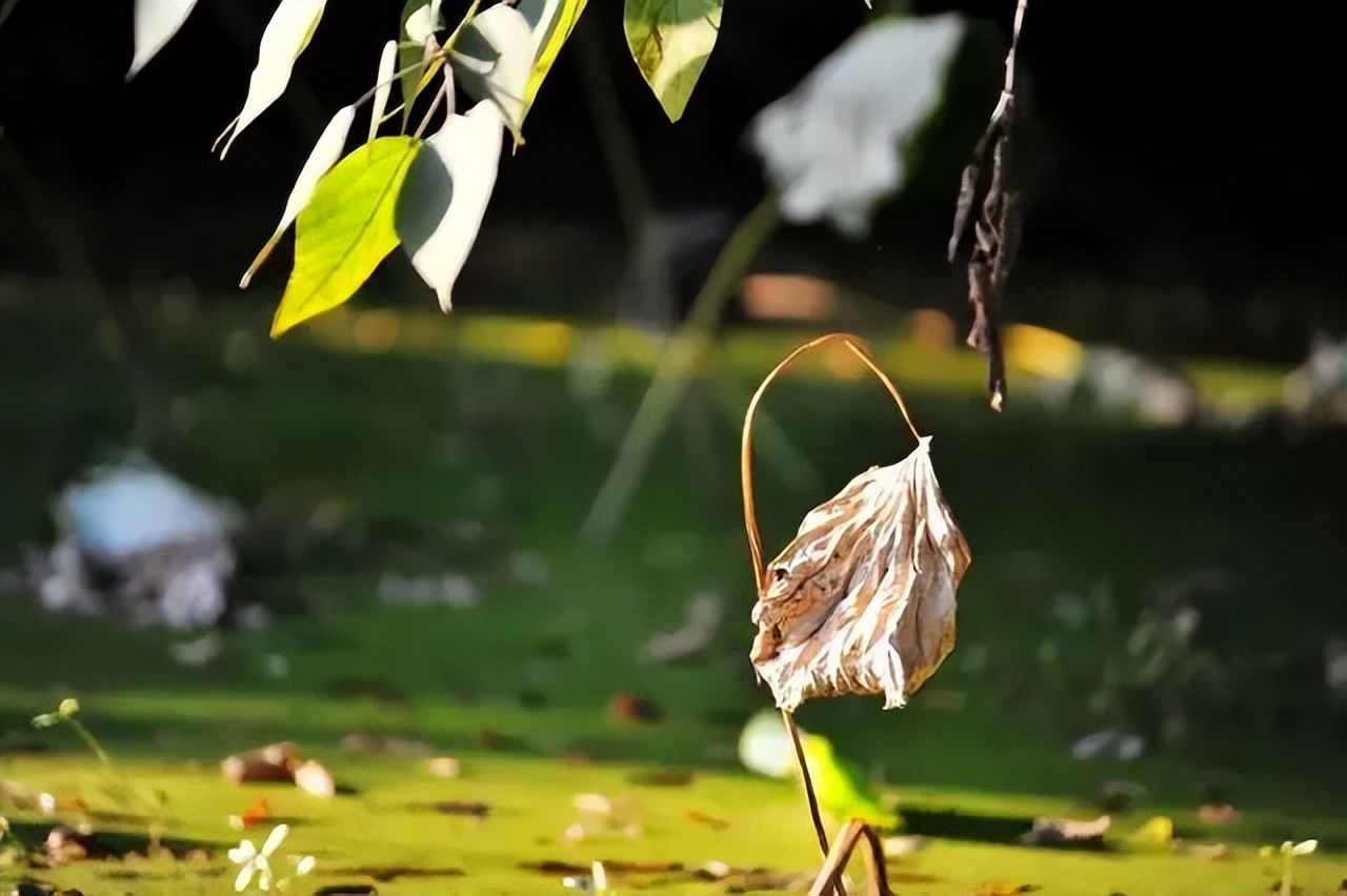 最美秋分诗词秋日胜春朝,秋分时节邂逅最美秋分古诗词