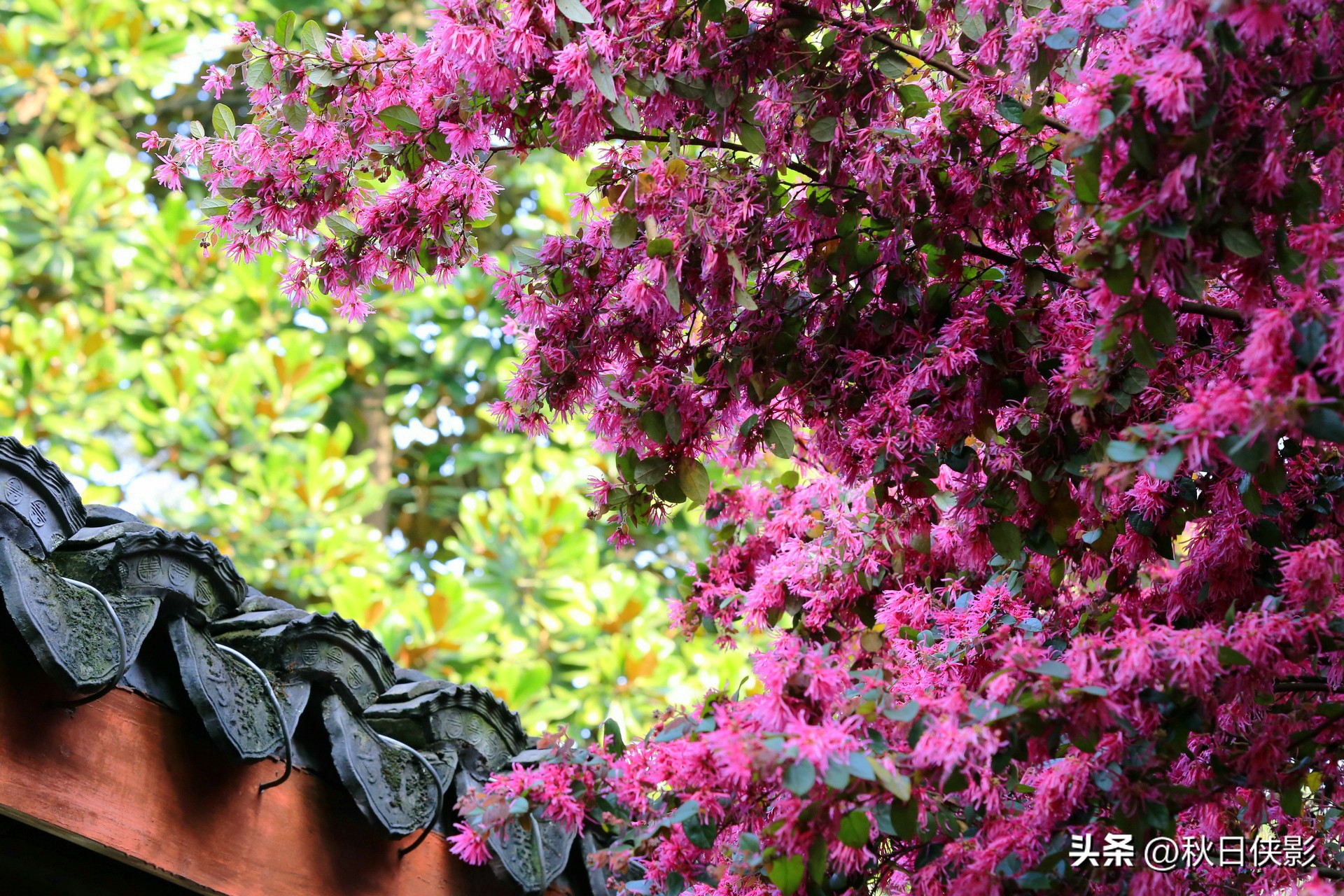 先介绍一下杭州著名的寺院,杭州西湖最著名的寺庙