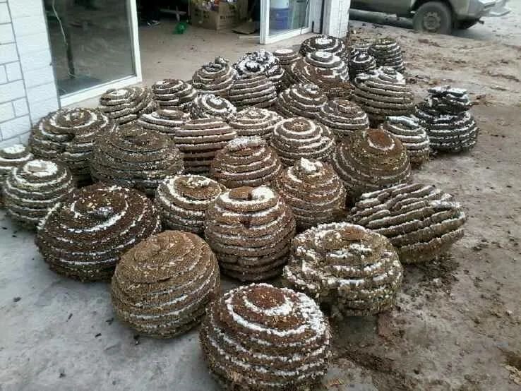 150元一斤，被叫做“天上人参”，被蛰很危险，却很好吃