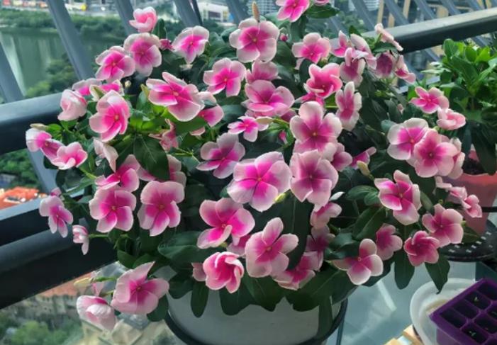 打假养花坑人小妙招,养花十大骗局揭秘